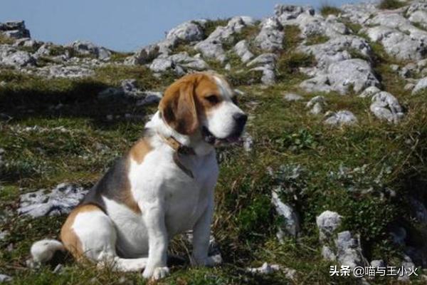 比格犬怎么养,第8张