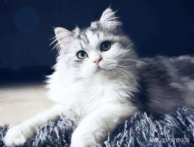 如何治猫口炎,第3张