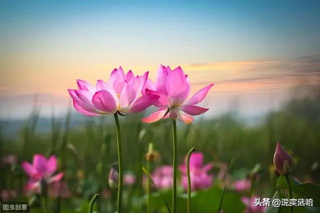 女性用什么头像安静可爱(图14)