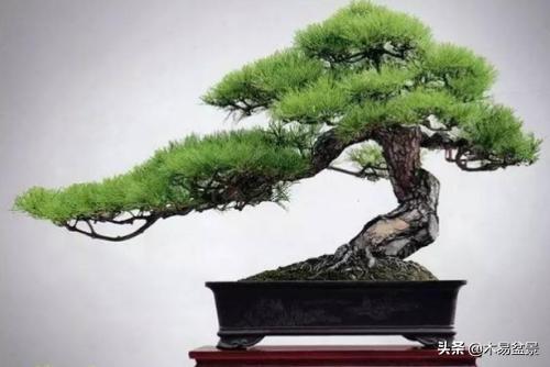 黑松造型初期怎么做(图3)