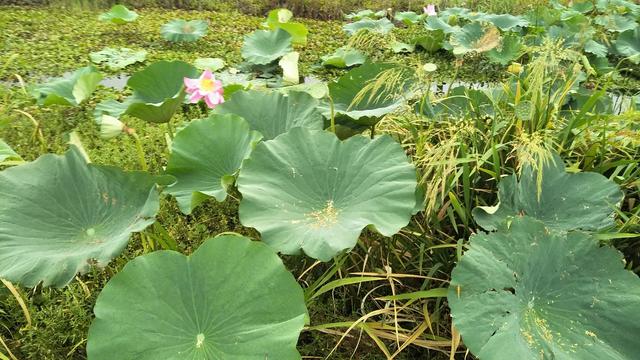 家乡景点特色表演视频，家乡景点特色表演视频大全