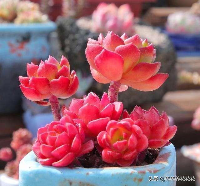 你家有那么多肉怎么吃(图11)