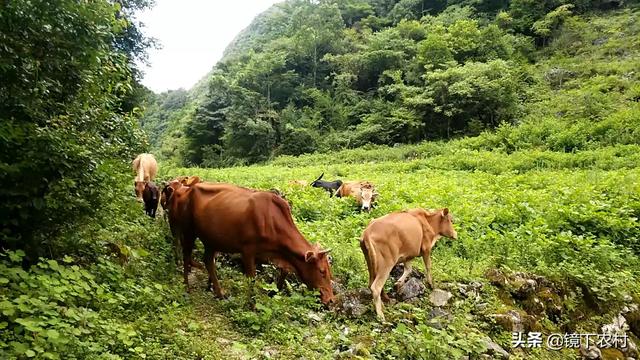 欧美肉牛养殖-国外肉牛养殖技术视频