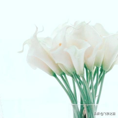 马蹄莲花 （马蹄莲花语）