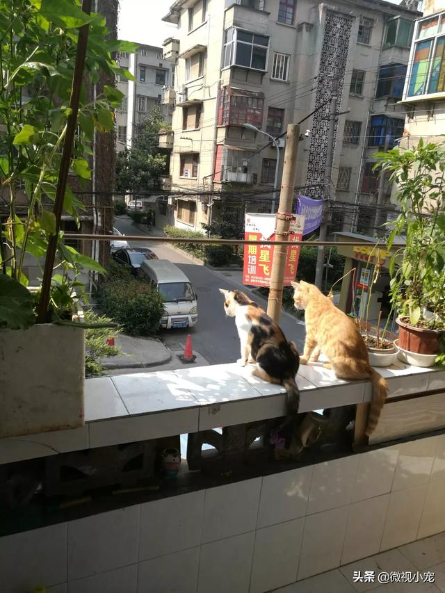 拉布拉多怎么改变他上厕所的地方,第1张