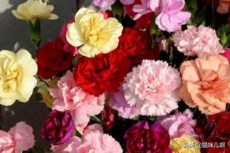 实体花店图片（实体花店的组织结构图）