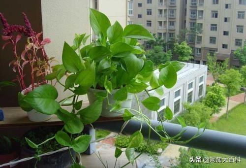 水培绿萝的养殖方法和注意事项