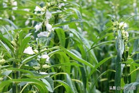 芝麻的种植方法和时间，芝麻的种植方法和时间视频