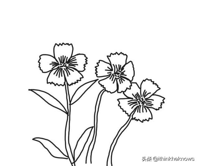 简单花草简笔画