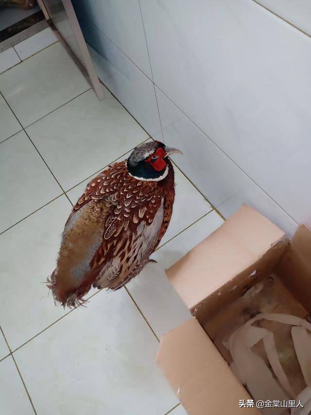 我不是一只鸡 我不想说我是鸡