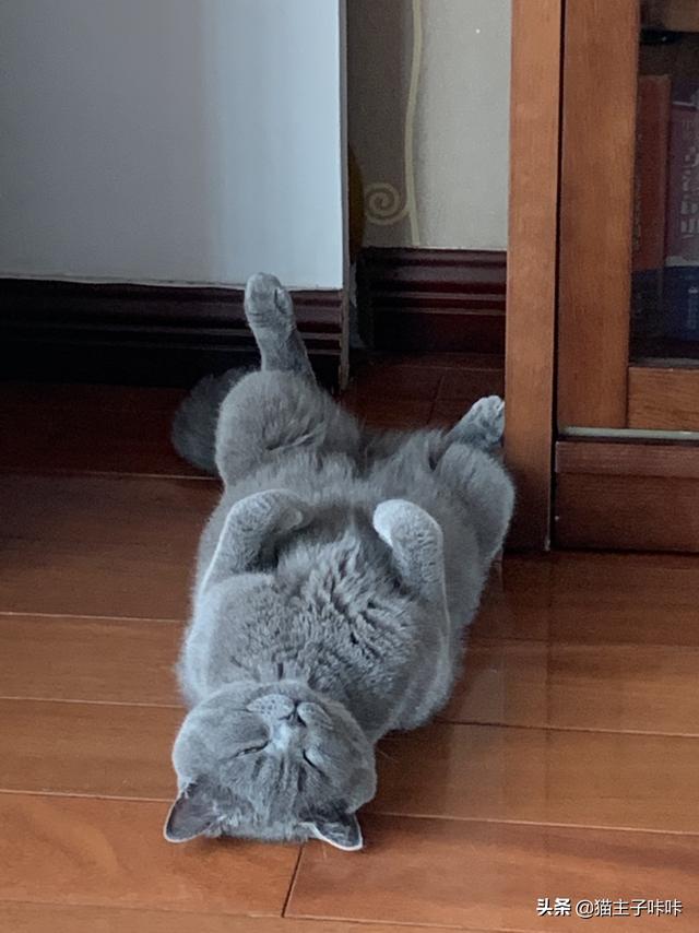 怎么样对待一只两个月的小猫，很淘气，总是扑,第2张