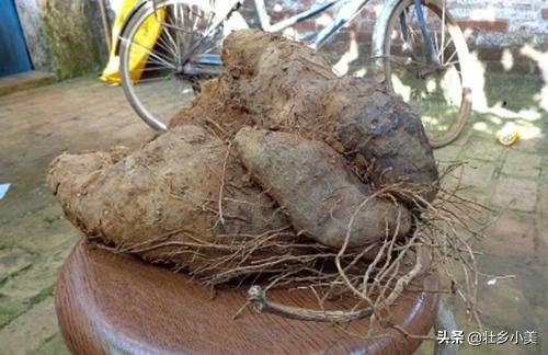 大薯种植方法，大薯种植方法视频