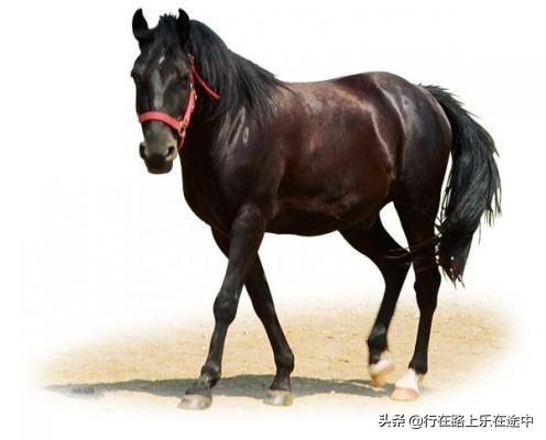 168元骑马变骑骡是真的吗_骑马与砍杀2哪里驮马比较贵？