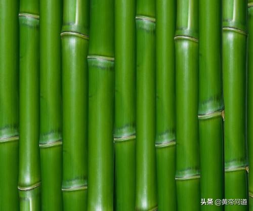 竹子为人类做了哪些贡献？