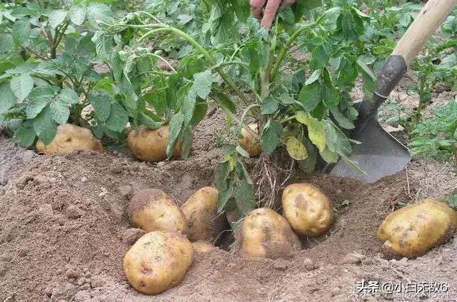 冬天洋芋有什么功效呢