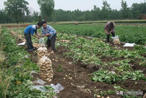 苹果园种植和管理,苹果园种植和管理方案