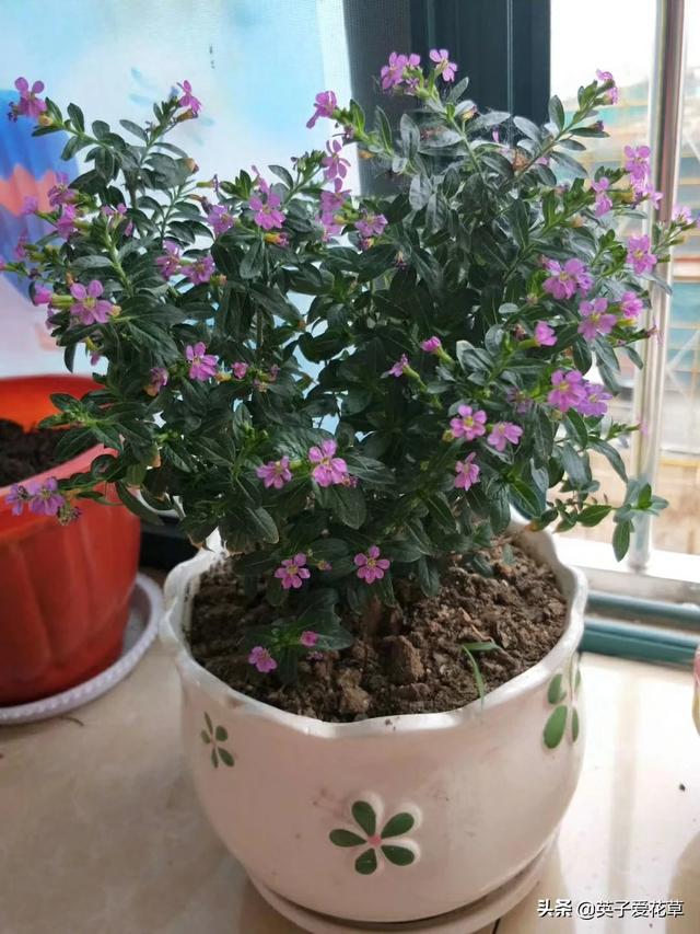 花卉绿植怎么选? 花卉绿植怎么选植物!