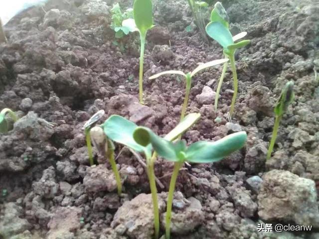 关于生命的感悟句子（有关生命的感悟）