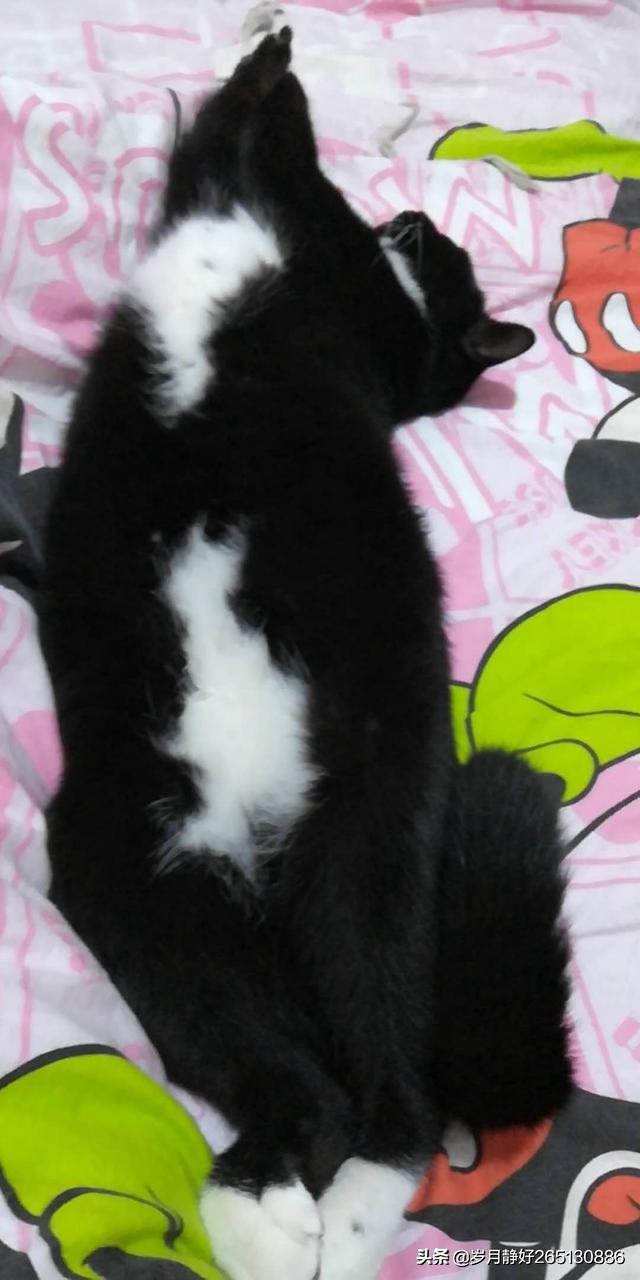 家里小孩子想养猫大人不同意怎么办,第3张