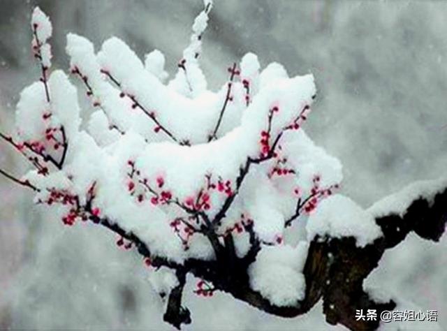 北方五一花坛常用花卉? 北方五一花坛常用花卉有哪些!