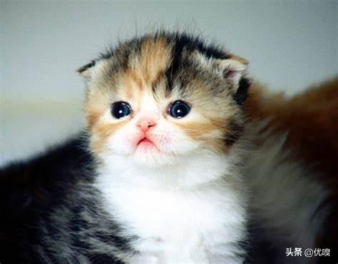 刚出生的小猫怎么护理,第1张
