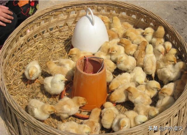 关于饲料行业发展论坛的会议通知-