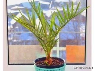 净化室内空气的植物-净化室内空气的植物排名