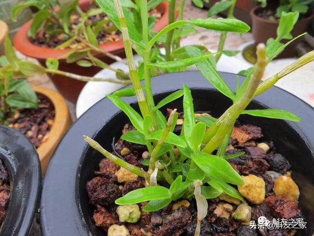 家庭盆栽石斛种植方法，家庭盆栽石斛种植方法视频