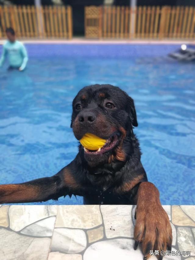 什么样的大型犬最好，最漂亮