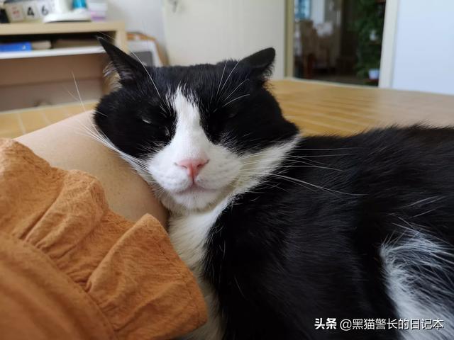 怎么判断猫咪是否信任你？