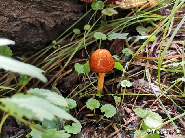 壁纸图片植物花卉?壁纸图片植物花卉高清!