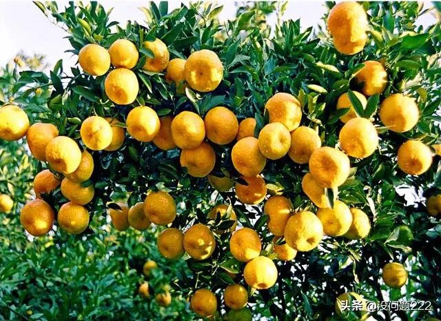 永春芦柑是怎么出名的？