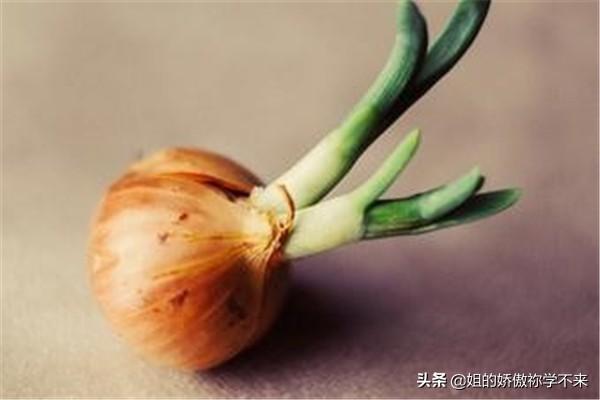 葱头阳台种植,葱头阳台种植方法