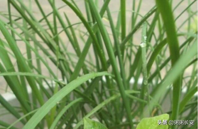 夏秋季阳台花卉种植,夏秋季阳台花卉种植注意事项