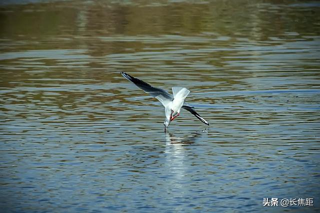 raw格式怎么转换jpg（raw格式怎么转换jpg文件大小会不会变小）