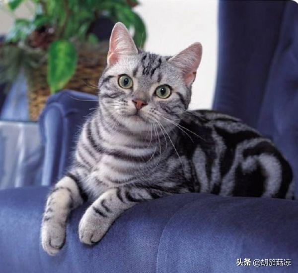 猫咪流鼻涕是怎么回事