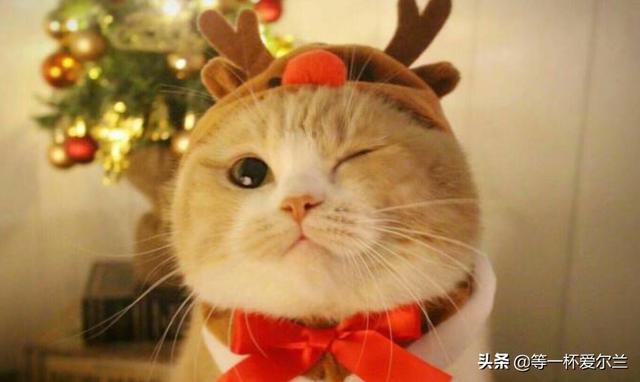 养猫怎么让屋里没有味道，养猫怎么不臭,第2张