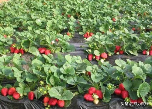 草莓 大棚种植技术和管理，草莓 大棚种植技术和管理方法