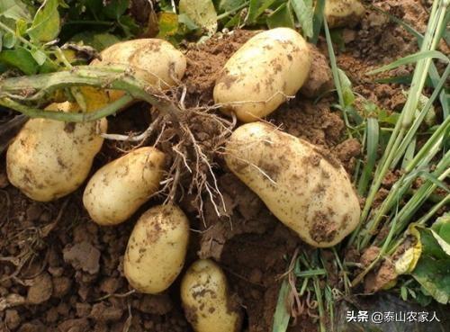 [重庆土豆出名的地方]重庆地区土豆种植的季节，一年能种几次土豆？