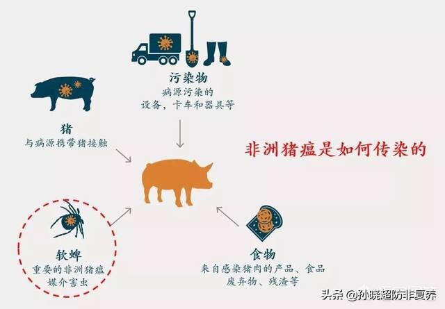 猪饲料不加同源血浆会怎么样-