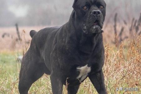 各种大型猛犬一览,第8张