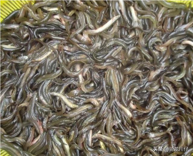 成龙饲料-成龙饲料有限公司