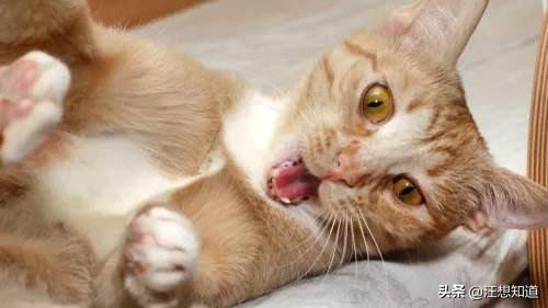 猫拉肚子怎么办(2个月的小猫拉肚子怎么办)