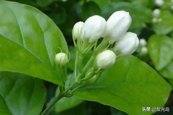 茉莉种植方法，茉莉种植方法和时间