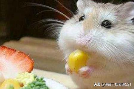 仓鼠应该如何搭配粮食吃(图2)