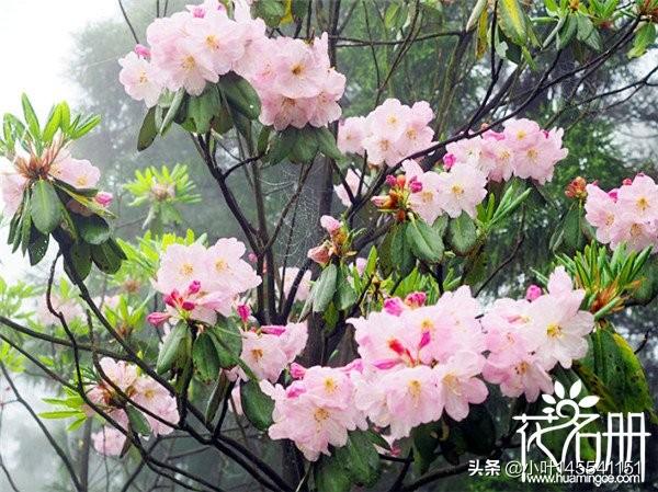 老桩杜鹃花室外怎么养护和管理