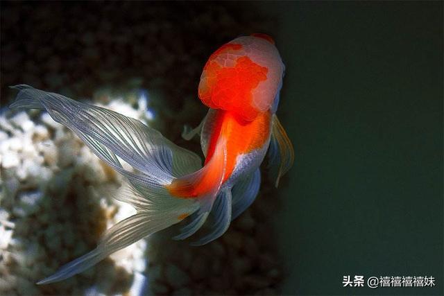 送鱼海外生活，送鱼海外生活视频大全
