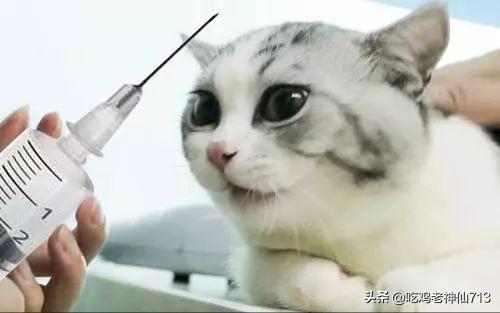 打猫疫苗可以提前一天打的,第1张