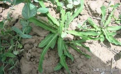 野菜种植?野菜种植前景好的品种!