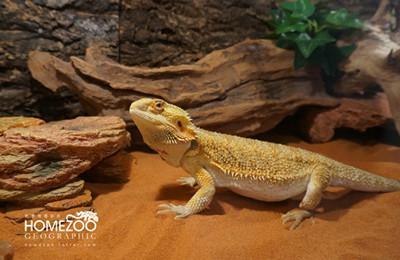 好养的又小的便宜宠物（好养的又小的便宜宠物鹦鹉）